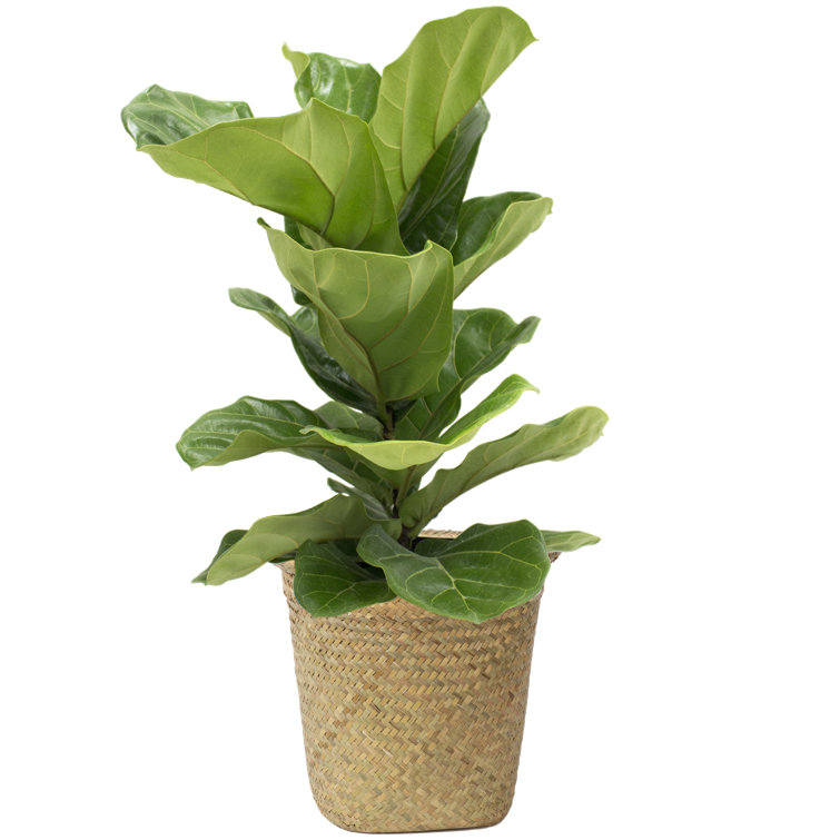 Costa Farms Fiddle Leaf Fig Plant in Basket & Reviews Perigold